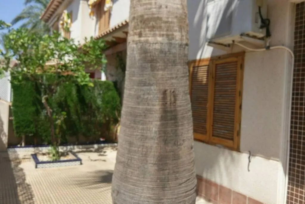 La Casa De La Palmera-1