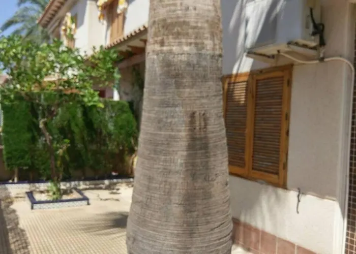 Apartamento La casa de la Palmera Torrevieja